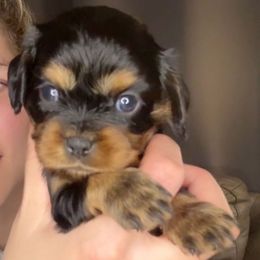 All black and tan girl - Black and tan female Cavalier King Charles Spaniel puppy in South Carolina from Columbia Cavaliers