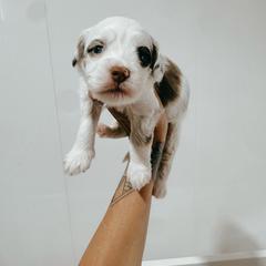 Blaze - Merle male Australian Labradoodle puppy in Riverton, Kansas from Honeybee Lane Doodles