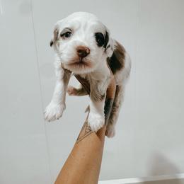 Blaze - Merle male Australian Labradoodle puppy in Riverton, Kansas from Honeybee Lane Doodles