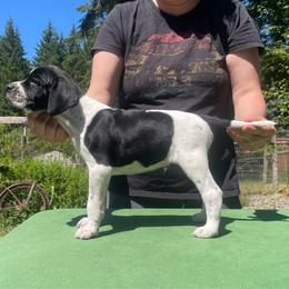 Orange - Black and white male Pointer puppy in Olympia, Washington from Birdsboro Pointers