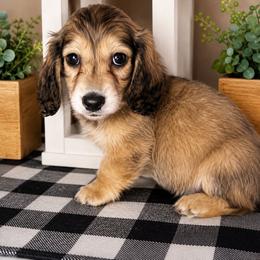 Red collar male - Cream male Dachshund puppy in Wylie, Texas from Karas Royal Dachshunds