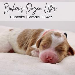 Cupcake - Parti female Goldendoodle puppy in Comanche, Texas from Central Texas Doodles, LLC.