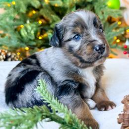 Douglas Fir - Blue merle male Miniature American Shepherd puppy in Idaho Falls, Idaho from Sugartop Minis