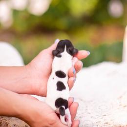 AKC Millie - Piebald female Dachshund puppy in Knox City, Missouri from Brittney's Dachshunds