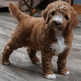 Aussiedoodle Puppies from Vesbach Doodle Valley Farm