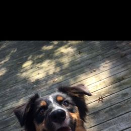 Asha - Black tri-color Australian Shepherd puppy in Poway, California from Side Tongue Shepherds