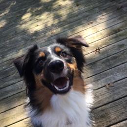 Asha - Black tri-color Australian Shepherd puppy in Poway, California from Side Tongue Shepherds