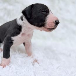 Ronald Weasley - Mantle male Great Dane puppy in Montgomery, Texas from KD Sweet Southern Danes