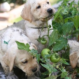 Labrador Retriever Puppies from Lands End Labradors