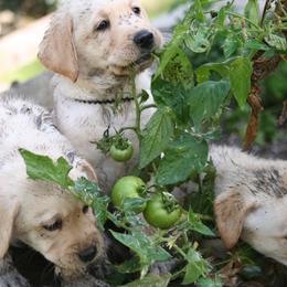 Labrador Retriever Puppies from Lands End Labradors