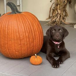 Labrador Retriever Puppies from Southern Heritage Retrievers