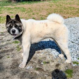 Isuma - White male Akita puppy in South Carolina from Sierra Mountain Akitas