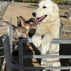 Parma - female Maremma Sheepdog puppy in Kings County, California from Prancing Pony Farm Maremma Sheepdogs