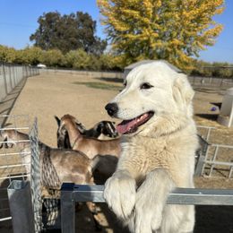 Parma - female Maremma Sheepdog puppy in Kings County, California from Prancing Pony Farm Maremma Sheepdogs