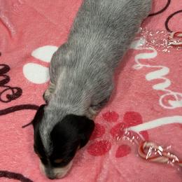 Girl 1 - Piebald female Dachshund puppy in Irving, Texas from DFW Dachshunds by G & S