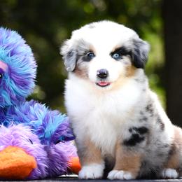 Miniature American Shepherd and Miniature Australian Shepherd Puppies from Ashland Miniature American Shepherds & Miniature Australian Shepherds