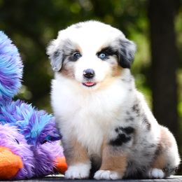 Miniature American Shepherd and Miniature Australian Shepherd Puppies from Ashland Miniature American Shepherds & Miniature Australian Shepherds