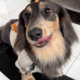 Blue - Dachshund