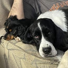 Dachshunds and English Springer Spaniels from Dalin English Springer Spaniels and Dachshunds