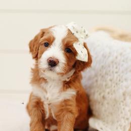 Poppy - Red  female Goldendoodle puppy in Rio Linda, California from GoldendoodlePaw