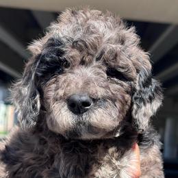 Dendritic - Merle male Goldendoodle puppy in Philadelphia, Pennsylvania from Jah’s Retrievers