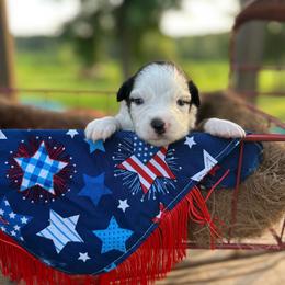 Independence - Black tri female Miniature Australian Shepherd puppy in Doddridge, Arkansas from Huddleston Farm