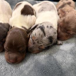 Liberty - Piebald female Dachshund puppy in Mesquite, Texas from 208 Dox Dynasty