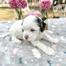 Jynxx - Tri-color female Cavapoo puppy in Mona, Utah from Hearts Full of Puppies