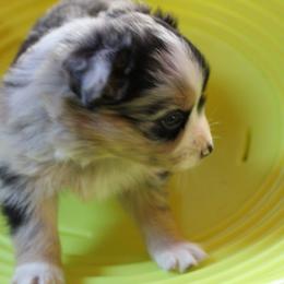 Calypso - Blue merle female Australian Shepherd puppy in Sonoita, Arizona from Gardner Canyon Kennels