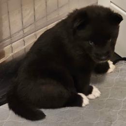 Genesis - Black female Siberian Husky puppy in Urbana, Ohio from Fairhaven's Siberian Huskies