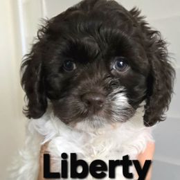 Liberty - Brown and white female Cockapoo puppy in Flippin, Arkansas from Dare to Doodle