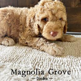 Aussiedoodle, Bernedoodle, and Poodle Puppies from Magnolia Grove Doodles