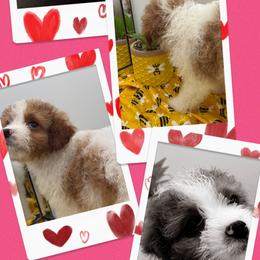 Jill - Blenheim female Cavapoo puppy in Wayland, New York from Loris Pampered Pooches💕