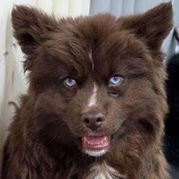 Jynx - Red and white female Siberian Husky puppy in East Tawas, Michigan from BurnsBerg's Woolies