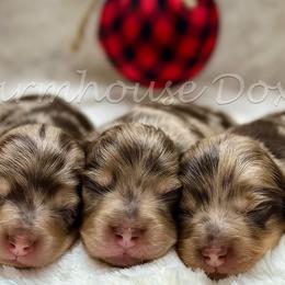 Dachshunds from Farmhouse Doxies