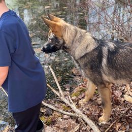 German Shepherd Puppies from Vom Kiefernhaus