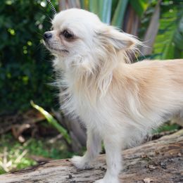 Cookie - Chihuahua