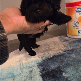 Striker - Black male Maltipoo puppy in Everett, Washington from Meadows Ranch