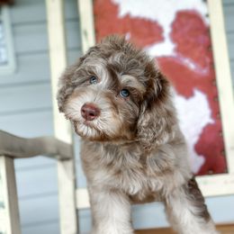 Red - Merle male Bernedoodle puppy in Youngstown, Florida from Wonderland’s Boujie Kennels
