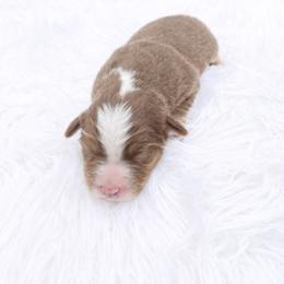 Ginger - Red tri female Miniature Australian Shepherd puppy in Louisville, Mississippi from Kristy’s Kennels