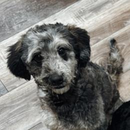 Rocket - Goldendoodle