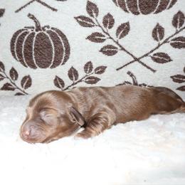 Hershey - Chocolate male Dachshund puppy in Coachella, California from Liliana's Dachshunds