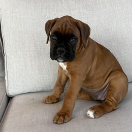 Boxer Puppies from The Holistic Boxer