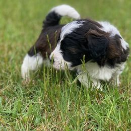 Crue - Brown and white Aussiedoodle puppy in Albertville, Alabama from Home Sweet Home Doodles LLC