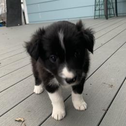 Border Collie Puppies from Best Friend Borders