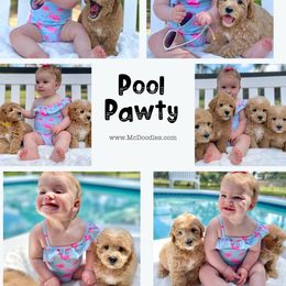 "English Goldendoodle Puppy from Moss Creek Goldendoodles" Goldendoodle and Schnoodle Puppies from Moss Creek Goldendoodles