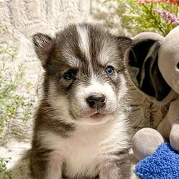 Siberian Huskies from Montana Huskies