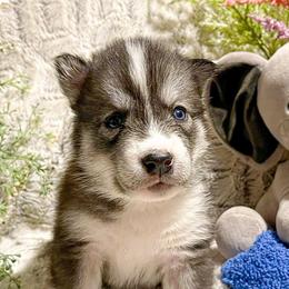 Siberian Huskies from Montana Huskies