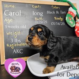 Christmas Carol - Black and tan female Dachshund puppy in Hoquiam, Washington from Heyd's Mini Dachshunds