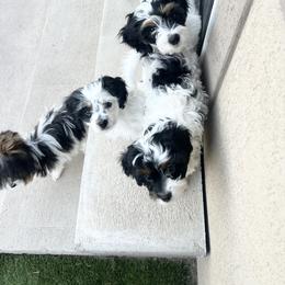 Cavapoo Puppies from Joyler Puppies
